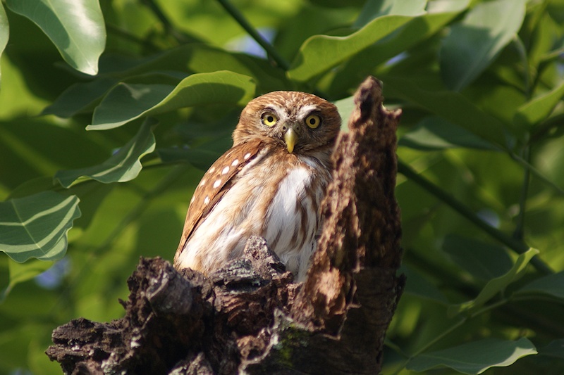 Ridgway's Pygmy Owl looking at us from a tree stump by Lola Sarur
