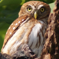 Ridgway's Pygmy Owl