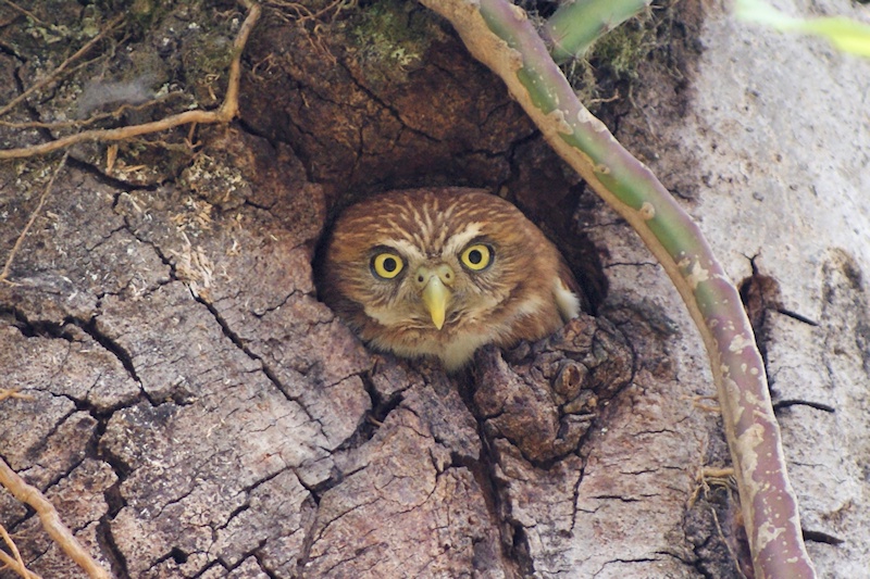 Ridgway's Pygmy Owl looking out of a tree hole by Lola Sarur