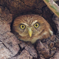 Ridgway's Pygmy Owl