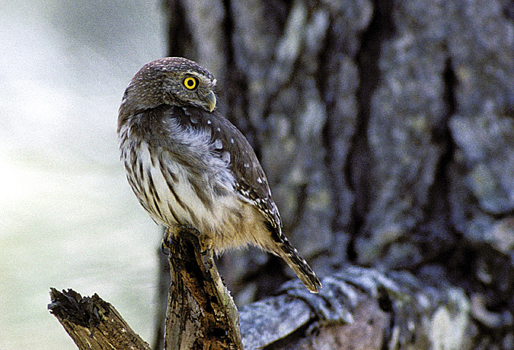 Side view of a Ridgway's Pygmy Owl looking behind itself by Rick & Nora Bowers