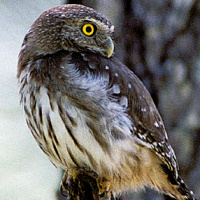 Ridgway's Pygmy Owl