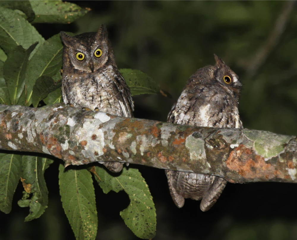 Two Rinjani Scops Owls perched on a large branch at night by Philippe Verbelen