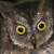 Rinjani Scops Owl