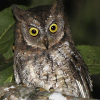 Rinjani Scops Owl