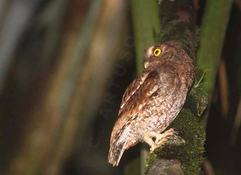 Side view of a Rio Napo Screech Owl on a mossy branch looking back by Christian Artuso