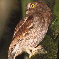 Rio Napo Screech Owl