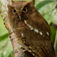 Rio Napo Screech Owl