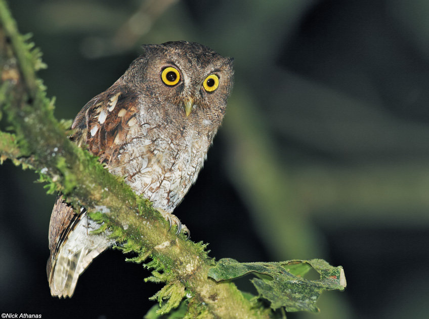 Rio Napo Screech Owl perched on a mossy green branch at night by Nick Athanas