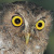 Rio Napo Screech Owl