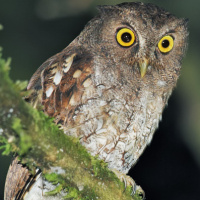 Rio Napo Screech Owl