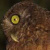 Romblon Hawk Owl