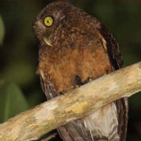 Romblon Hawk Owl