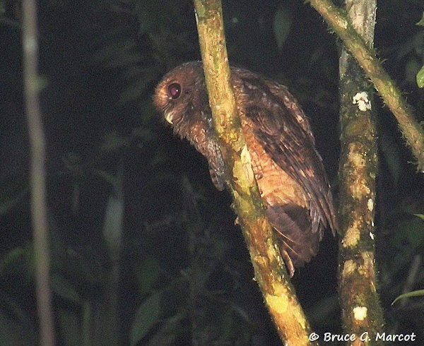 Side view of a Rufescent Screech Owl behind a branch by Bruce Marcot