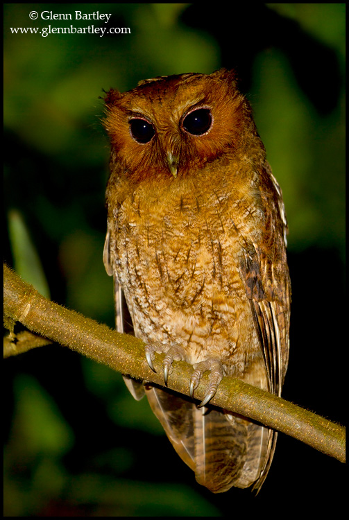 Close view of a Rufescent Screech Owl perched on a branch by Glenn Bartley