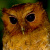 Rufescent Screech Owl