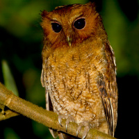 Rufescent Screech Owl