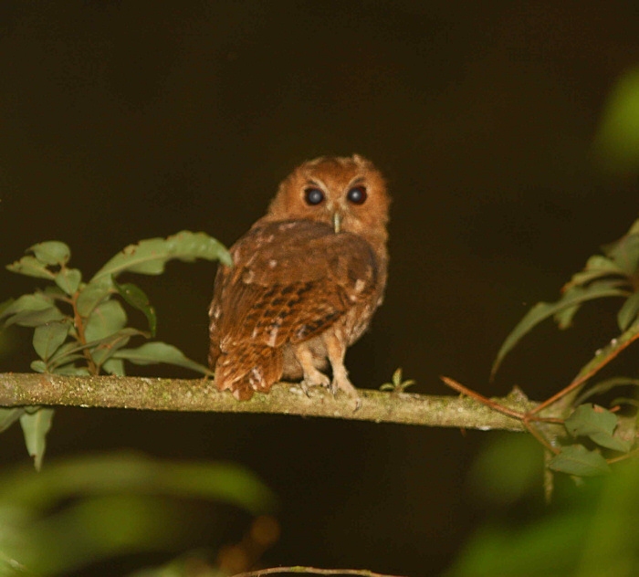 Rear view of a Rufescent Screech Owl looking back at us by Kyle Elliott