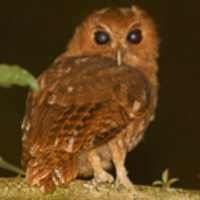 Rufescent Screech Owl