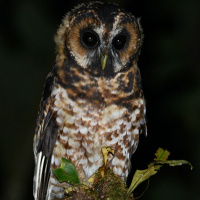 Rufous-banded Owl