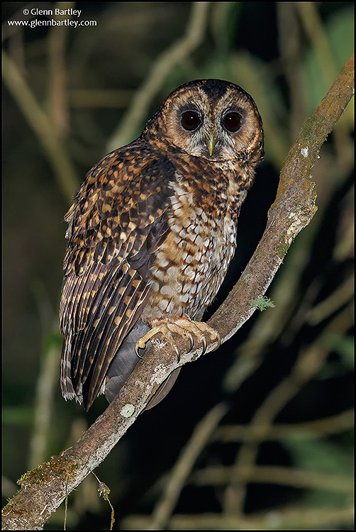 Side view of a Rufous-banded Owl looking at us at night by Glenn Bartley