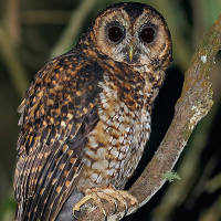 Rufous-banded Owl