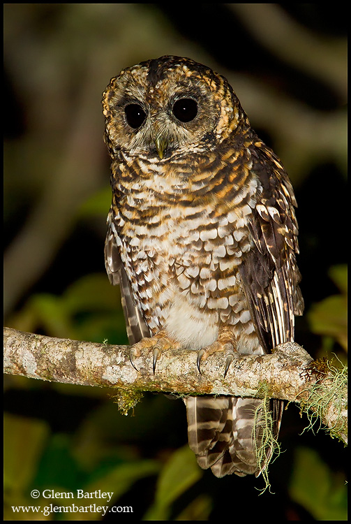 Close view of a Rufous-banded Owl on a branch at night by Glenn Bartley