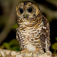 Rufous-banded Owl