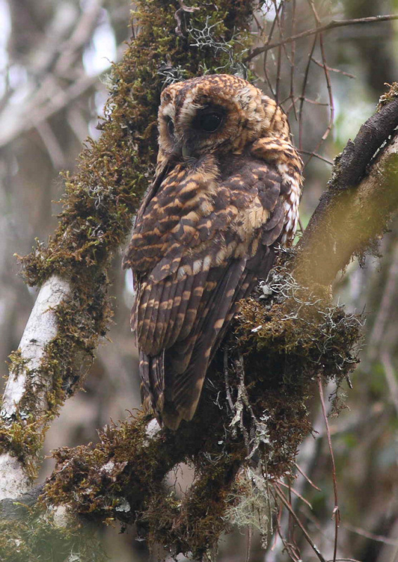 Rear view of a Rufous-banded Owl looking back by Kyle Elliott