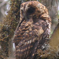 Rufous-banded Owl