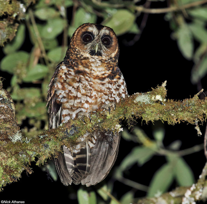 Rufous-banded Owl perched on a lichen covered branch at night by Nick Athanas
