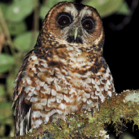 Rufous-banded Owl