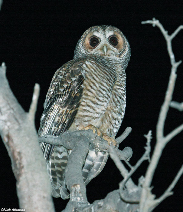 Rufous-legged Owl perched on bare branches at night by Nick Athanas