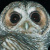 Rufous-legged Owl