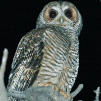 Rufous-legged Owl