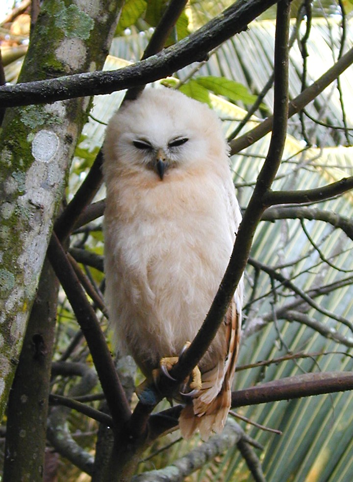 Young Rufous Fishing Owl roosting in a small tree by Guy Rondeau