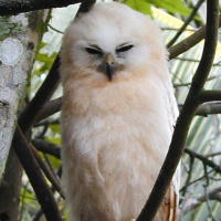 Rufous Fishing Owl