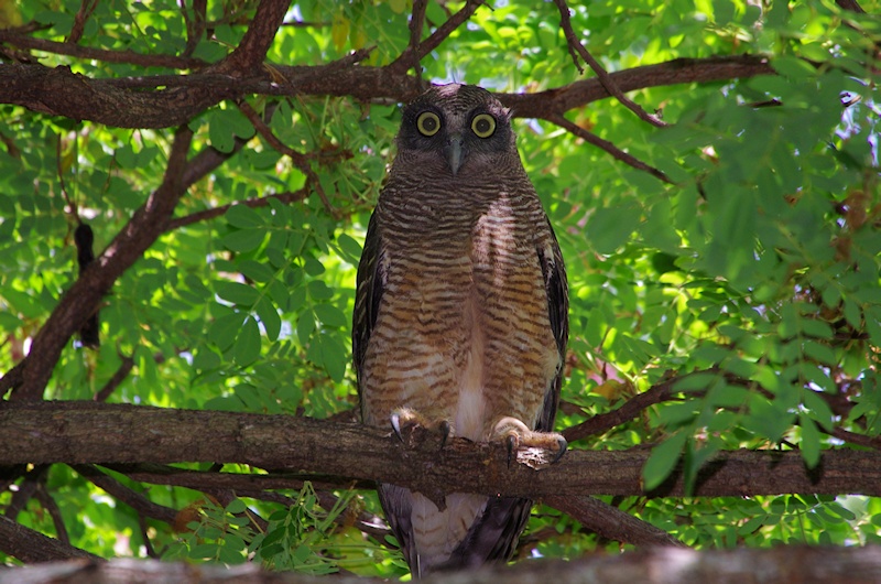 Rufous Owl at roost in the foliage by Deane Lewis