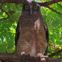 Rufous Owl