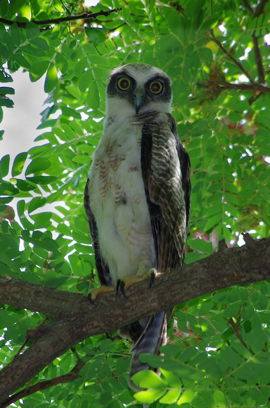 Young Rufous Owl at roost high in a tree by Deane Lewis