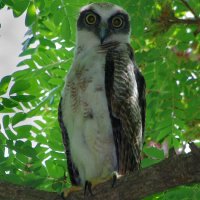 Rufous Owl