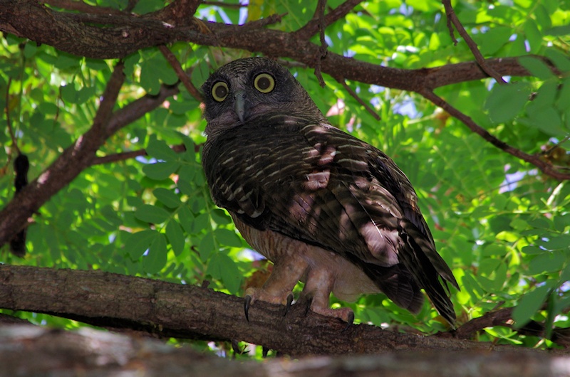 Rear view of a Rufous Owl looking back by Deane Lewis