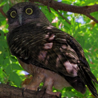 Rufous Owl