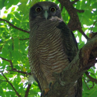 Rufous Owl