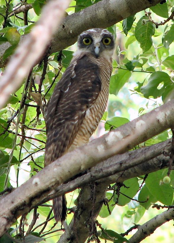 Young Rufous Owl partially concealed at roost by Len Ezzy