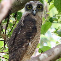 Rufous Owl