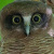 Rufous Owl