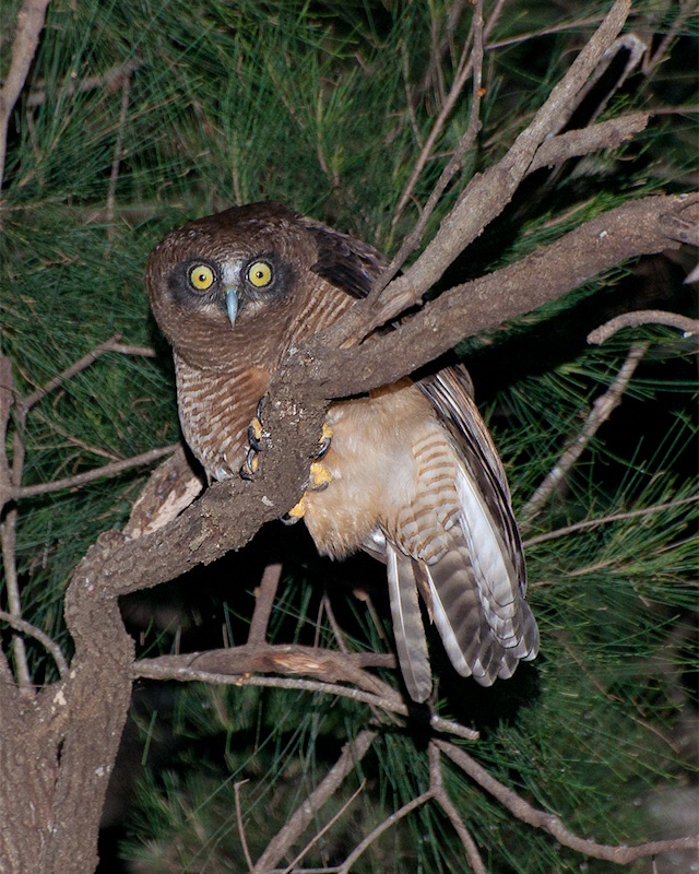 Rufous Owl looks out from a branch at night by Richard Jackson