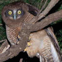 Rufous Owl