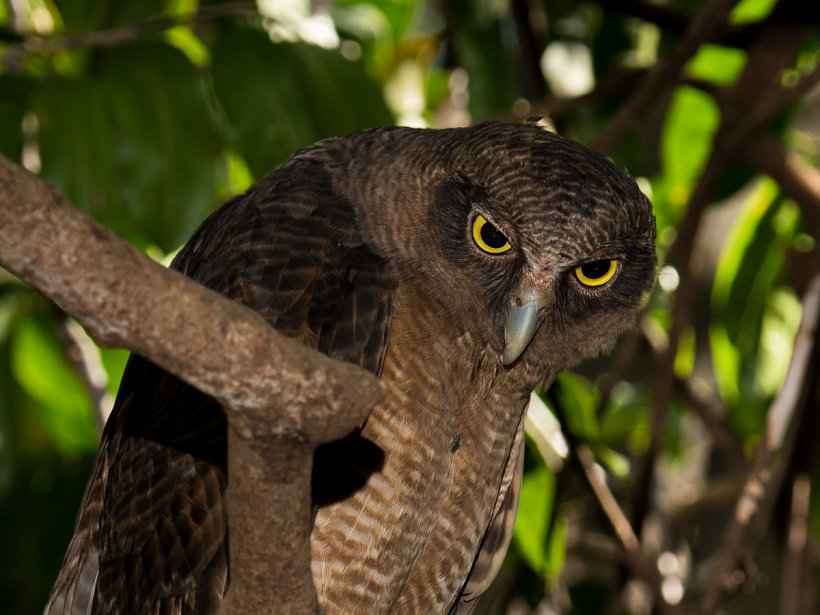 Close view of a Rufous Owl looking down from its roost by Richard Jackson